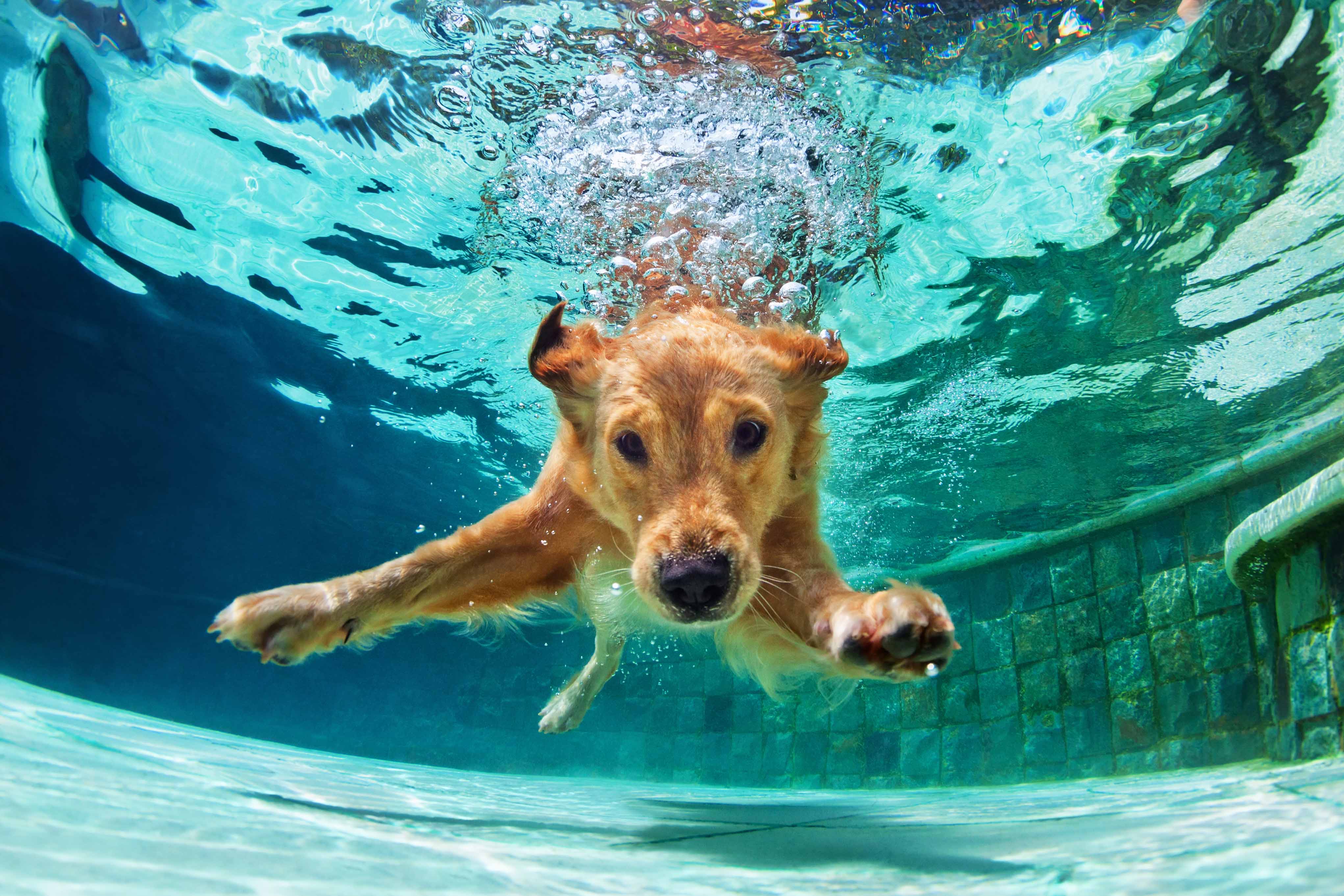 We eindigen het seizoen weer voor onze dierenvrienden. De hondenplons op de laatste dag van het seizoen.