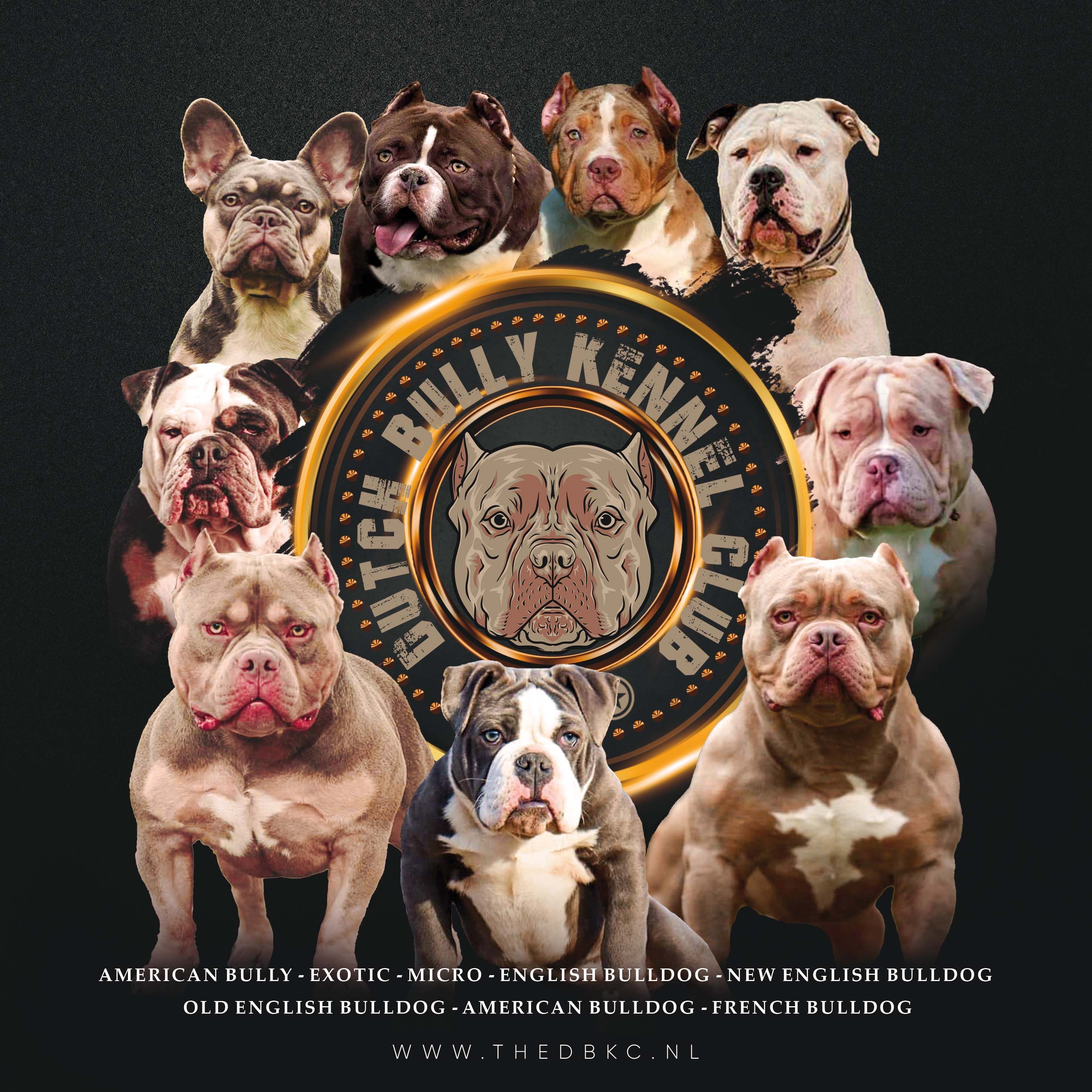 Hondenshow 2 april Dutch Bully Kennel Club 