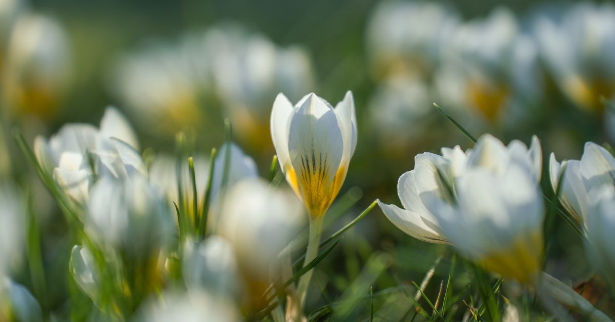 Openingstijden Pinksterweekend
